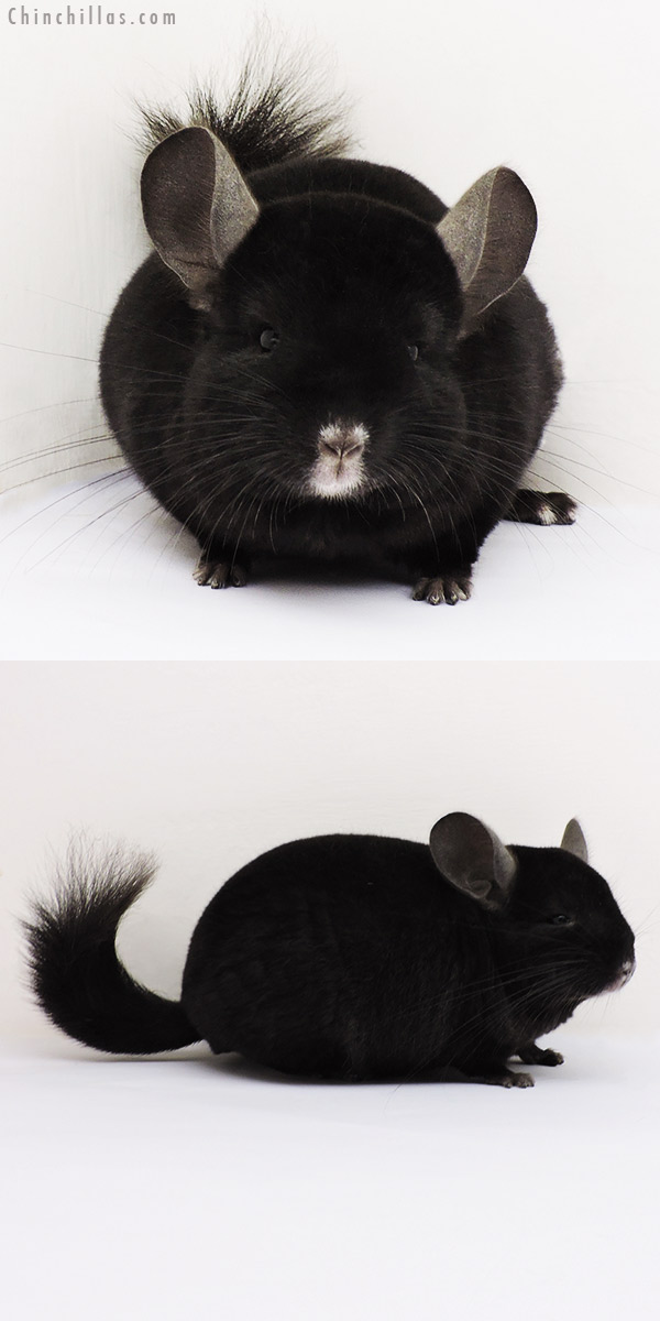 15169 Exceptional Ebony ( Locken Carrier ) Male Chinchilla