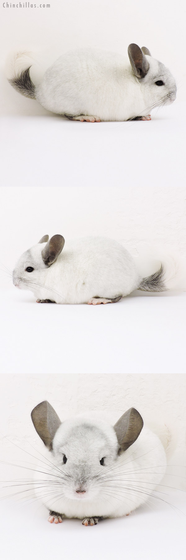 15181 White Mosaic ( Ebony & Locken Carrier ) Female Chinchilla