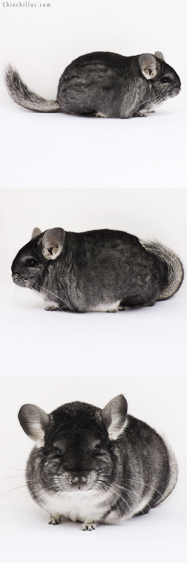 15178 Blocky Brevi Type Premium Production Quality Standard Female Chinchilla