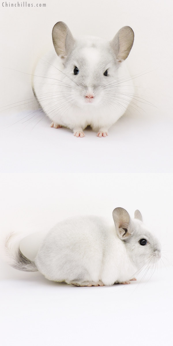 15182 Violet & White Mosaic ( Ebony Carrier ) Female Chinchilla