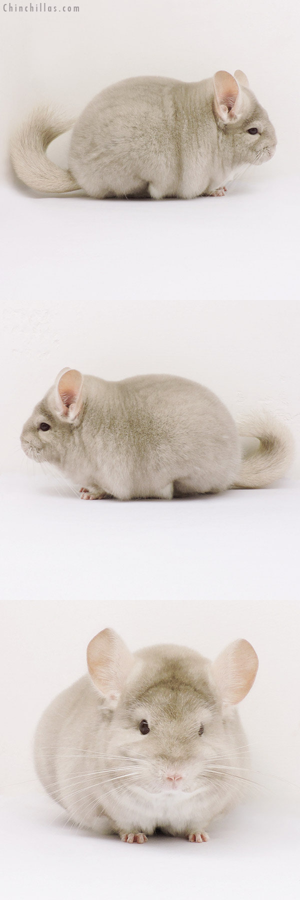 15205 Large Blocky Premium Production Quality Homo Beige Female Chinchilla