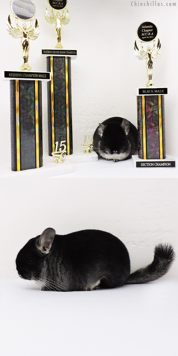 15208 Exceptional Brevi Type Reserve Grand Show Champion Black Velvet Male Chinchilla