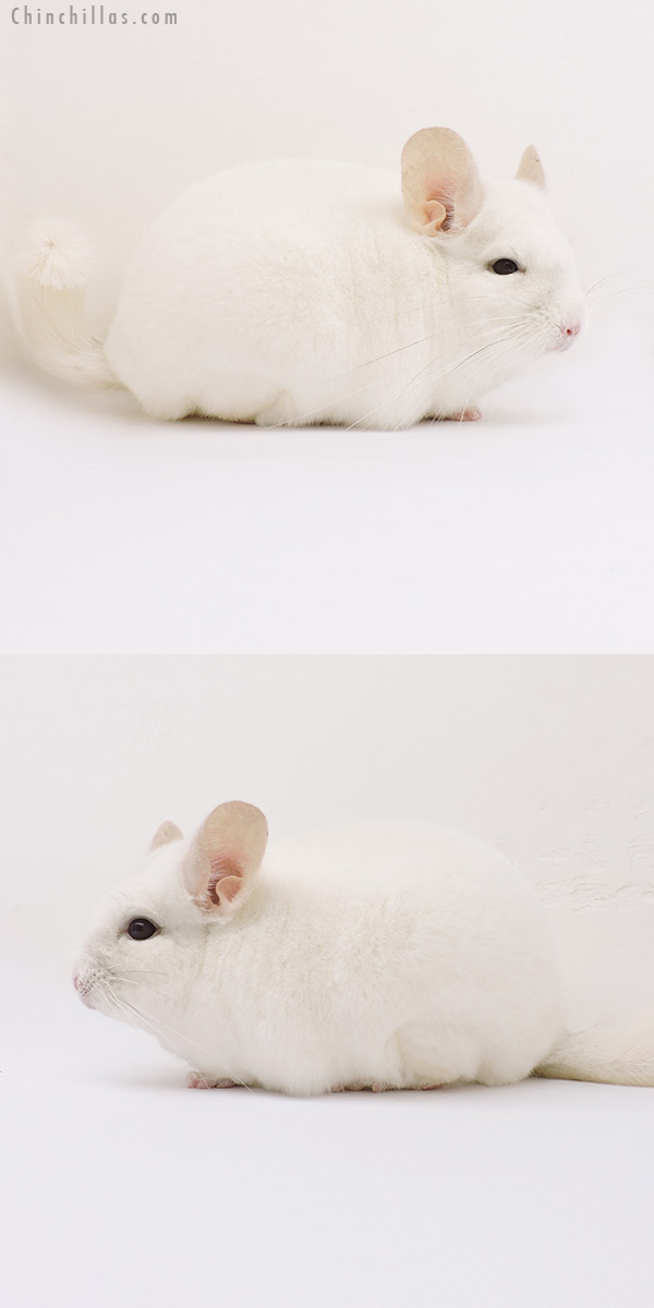 15206 Premium Production Quality Pink White Female Chinchilla