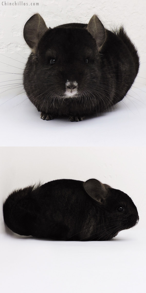 15190 Exceptional Ebony ( Locken Carrier ) Female Chinchilla