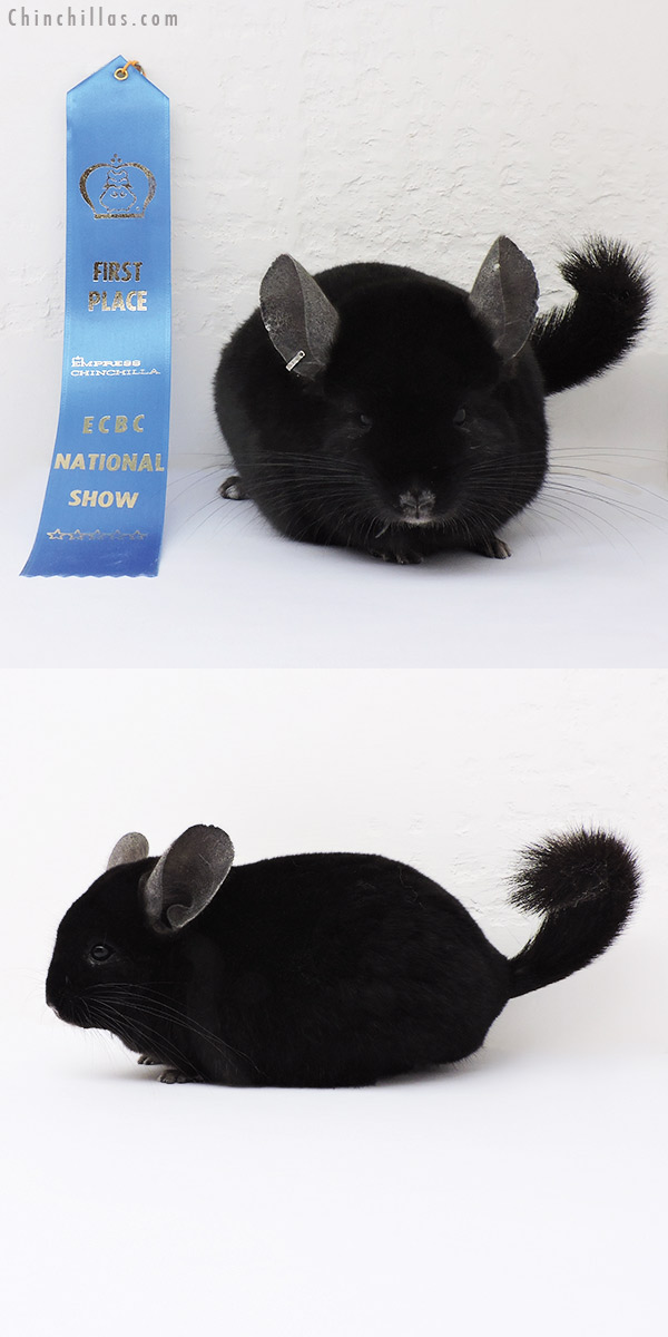 15195 National 1st Place Ebony Male Chinchilla