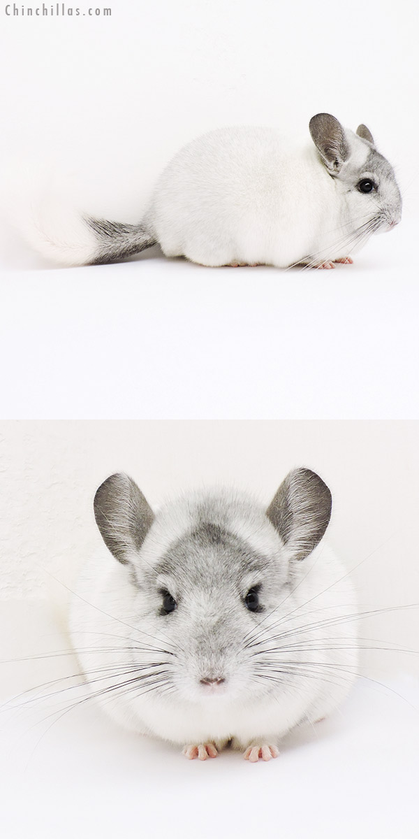 15194 Blocky Herd Improvement Quality White Mosaic Male Chinchilla