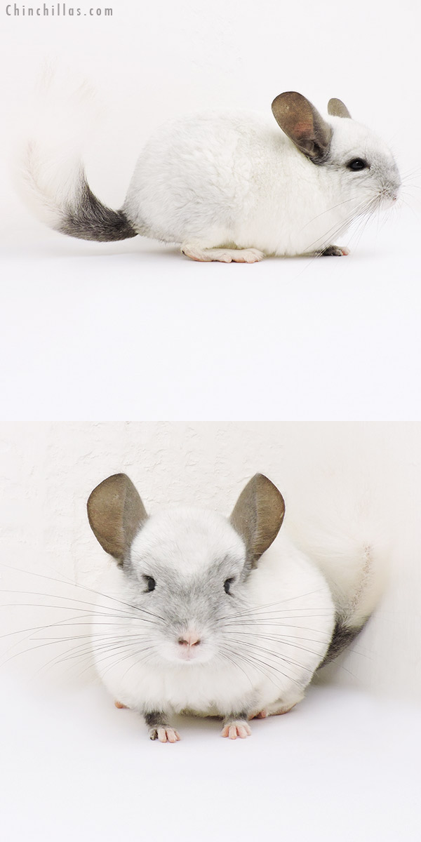 15189 Ebony & White Mosaic ( Locken Carrier ) Male Chinchilla