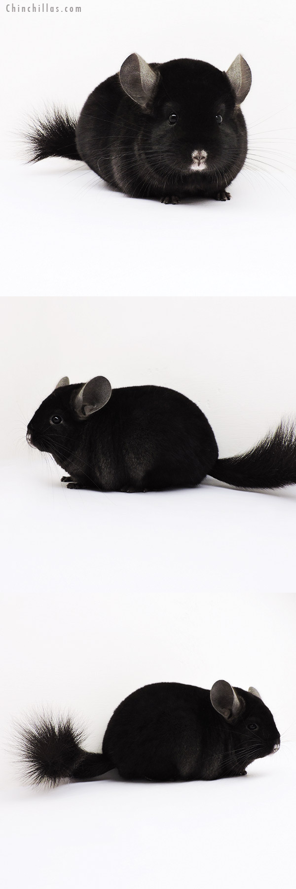 15210 Herd Improvement Quality Ebony Male Chinchilla