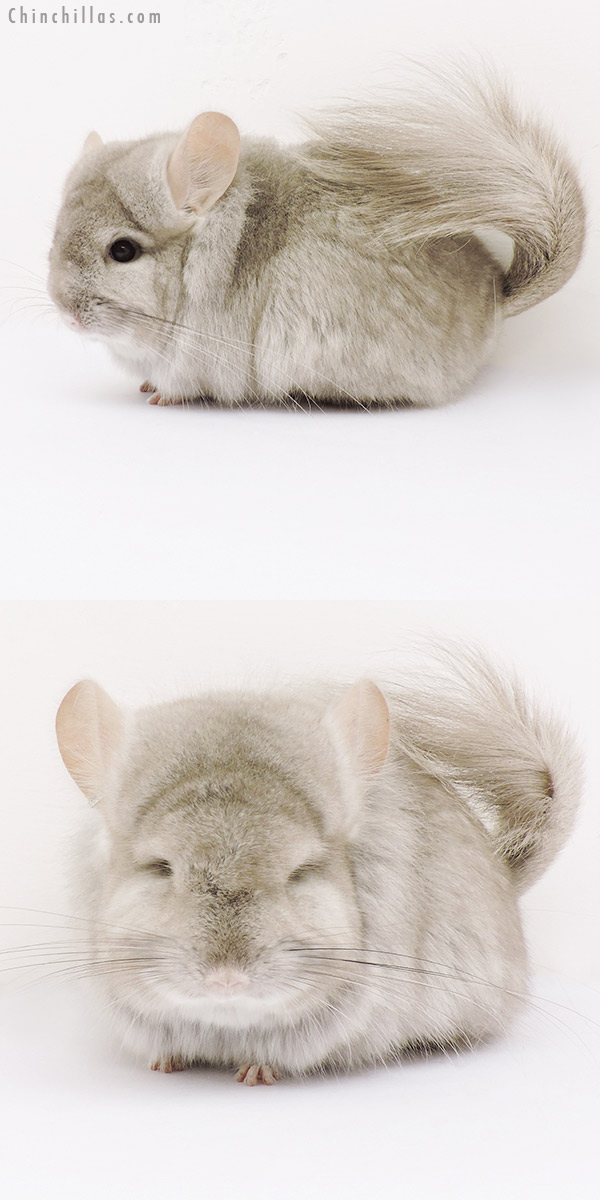 15224 Beige  Royal Persian Angora Female Chinchilla with 'lion mane'