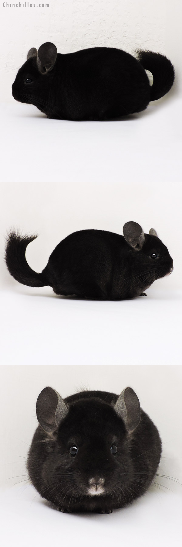 15220 Exceptional Ebony ( Locken Carrier ) Female Chinchilla