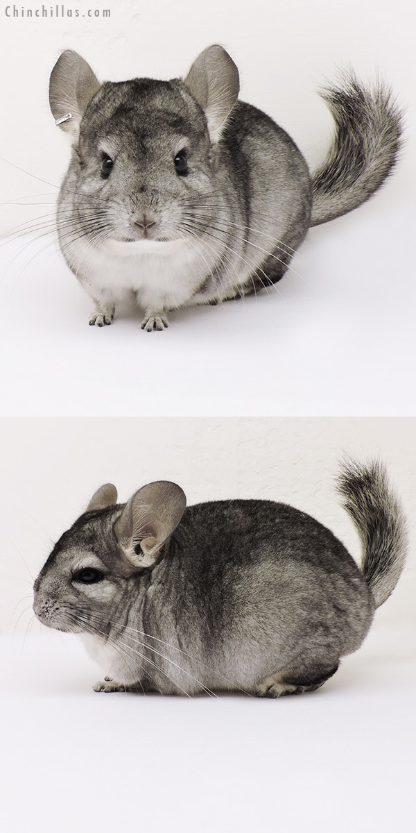 15223 Standard (  Royal Persian Angora Carrier ) Female Chinchilla