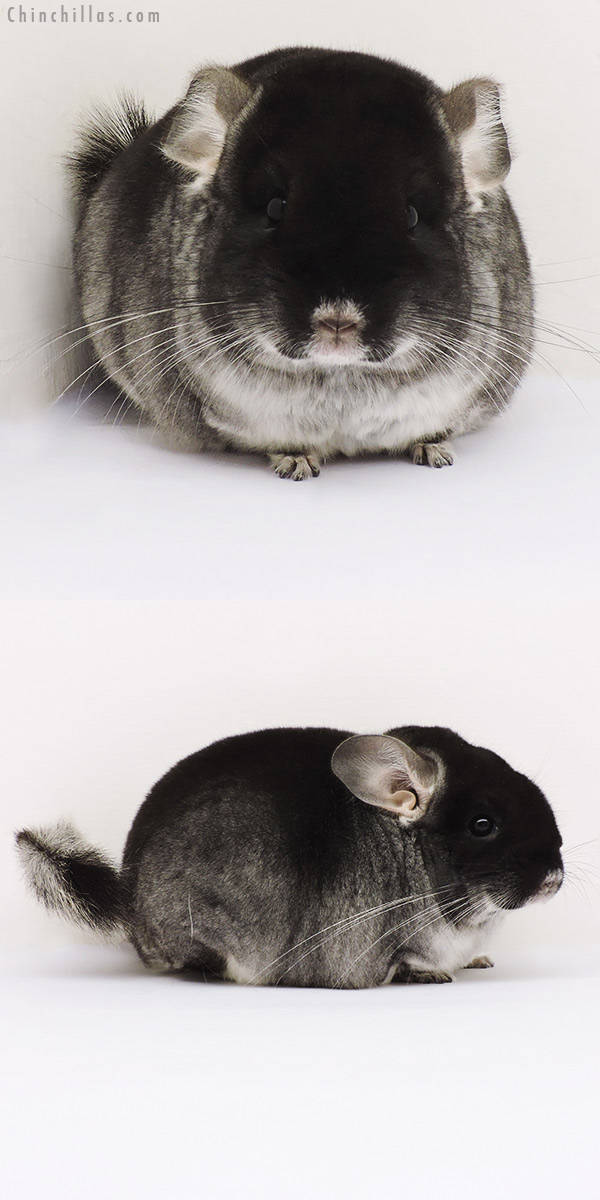 15202 Extra Large Black Velvet ( Sapphire Carrier ) Female Chinchilla