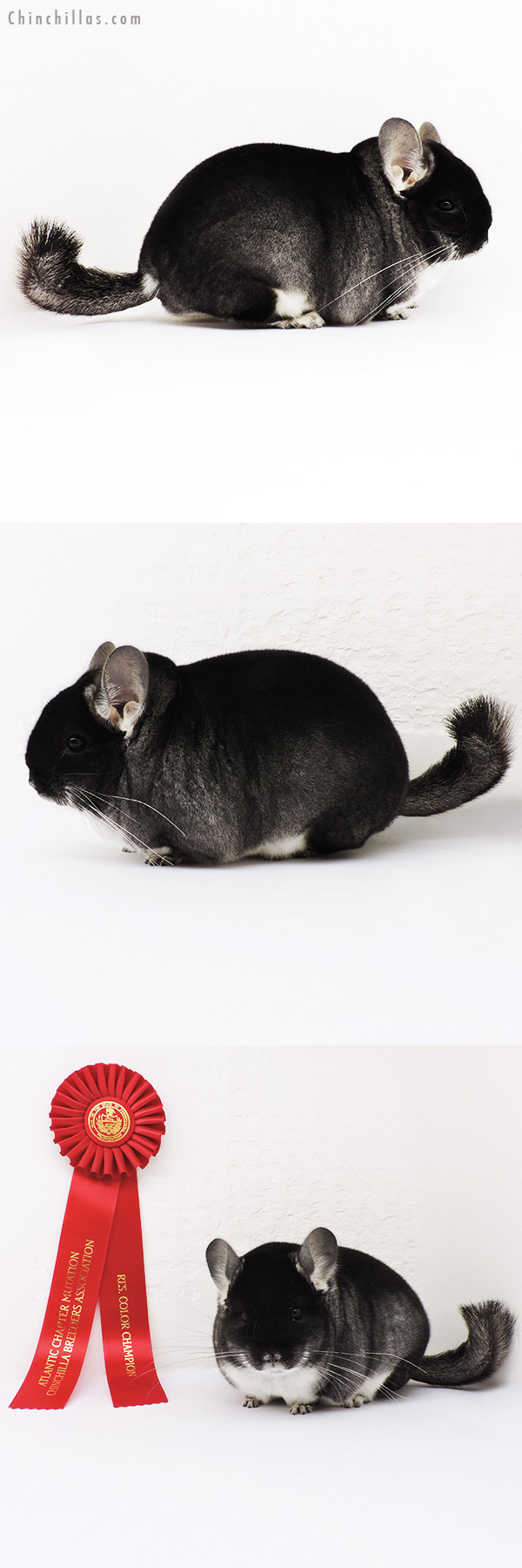 15214 Blocky Brevi Type Reserve Phase Champion Black Velvet Male Chinchilla