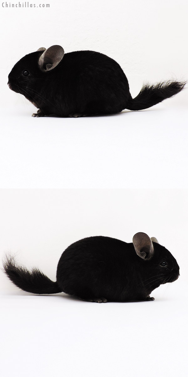 15203 Exceptional Ebony ( Locken Carrier ) Female Chinchilla