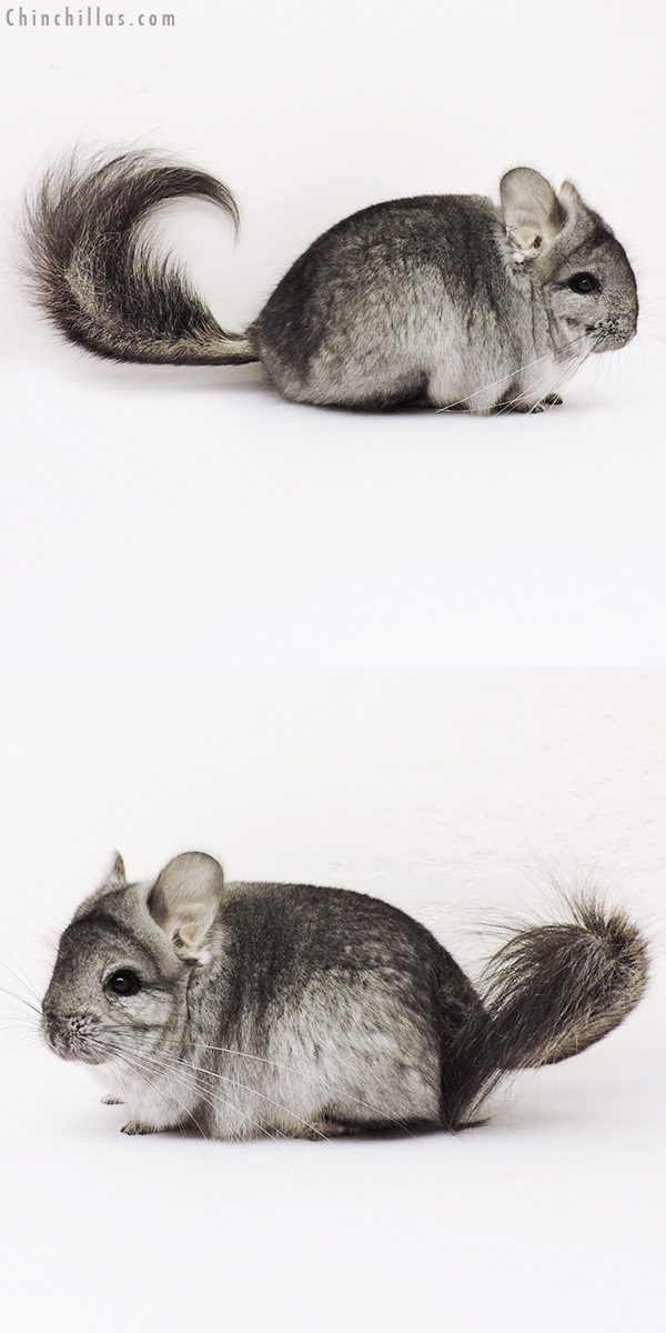 15225 Standard ( Ebony Carrier )  Royal Persian Angora Male Chinchilla