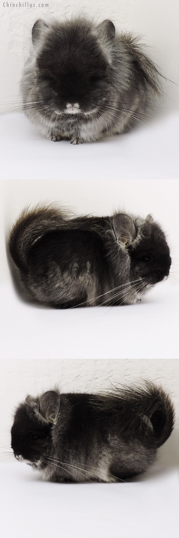 15229 Exceptional Black Velvet  Royal Persian Angora Male Chinchilla w/ Lion Mane & Ear Tufts