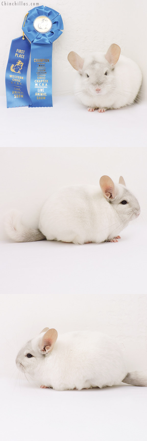 15228 Section Champion Pink White Male Chinchilla