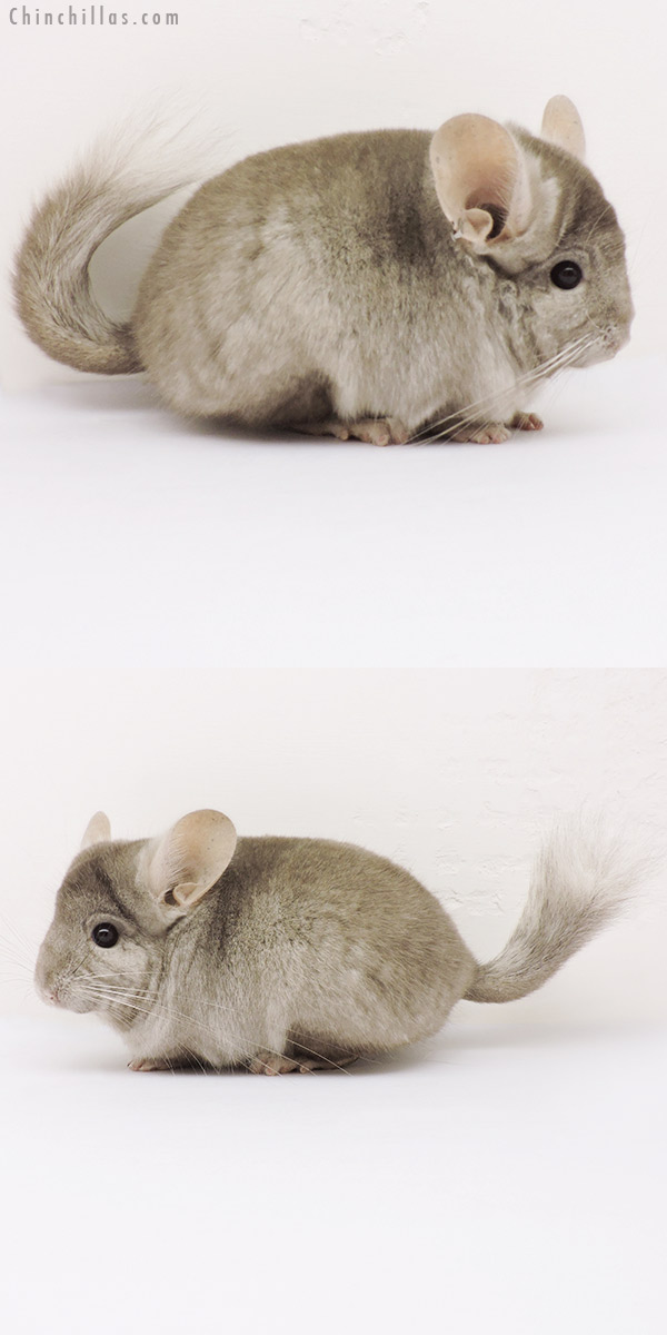 15226 Tan  Royal Persian Angora Male Chinchilla