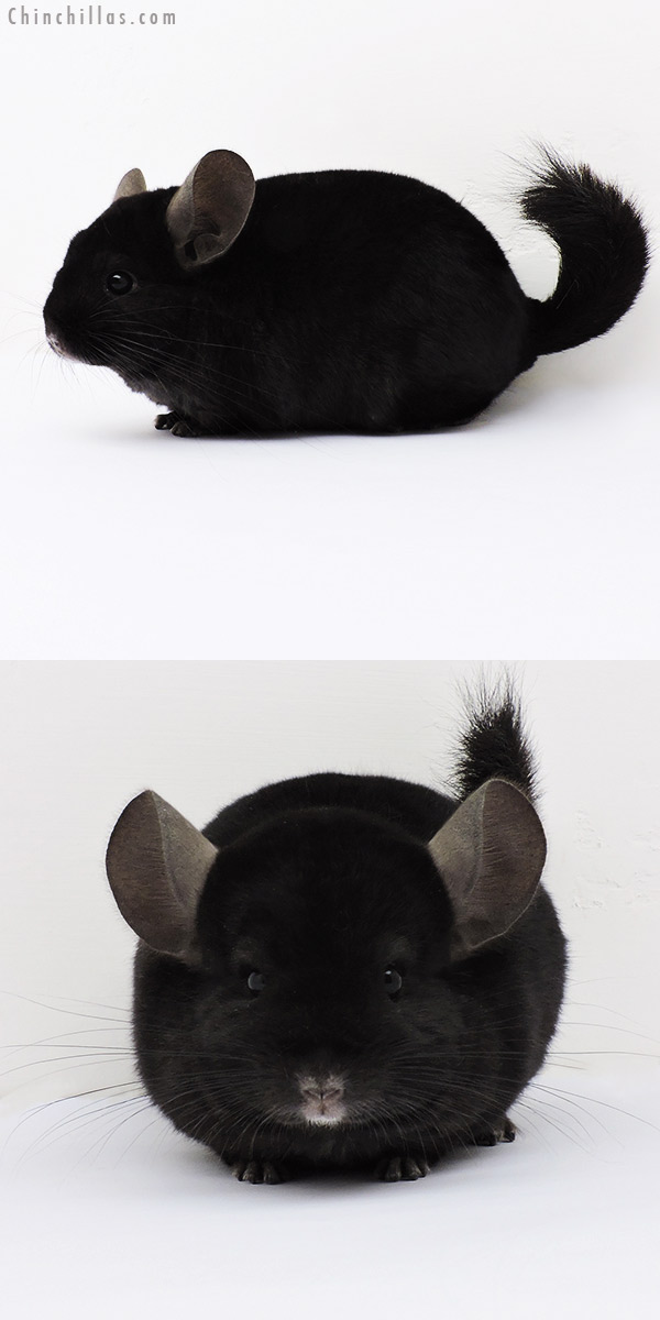 15199 Ebony Quasi Locken Female Chinchilla