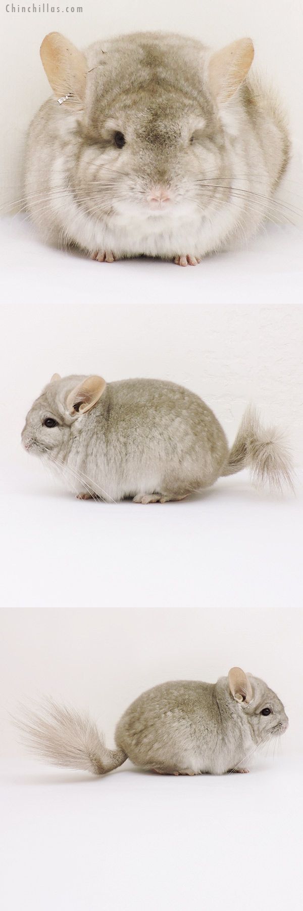 15227 Exceptional Beige  Royal Persian Angora Male Chinchilla