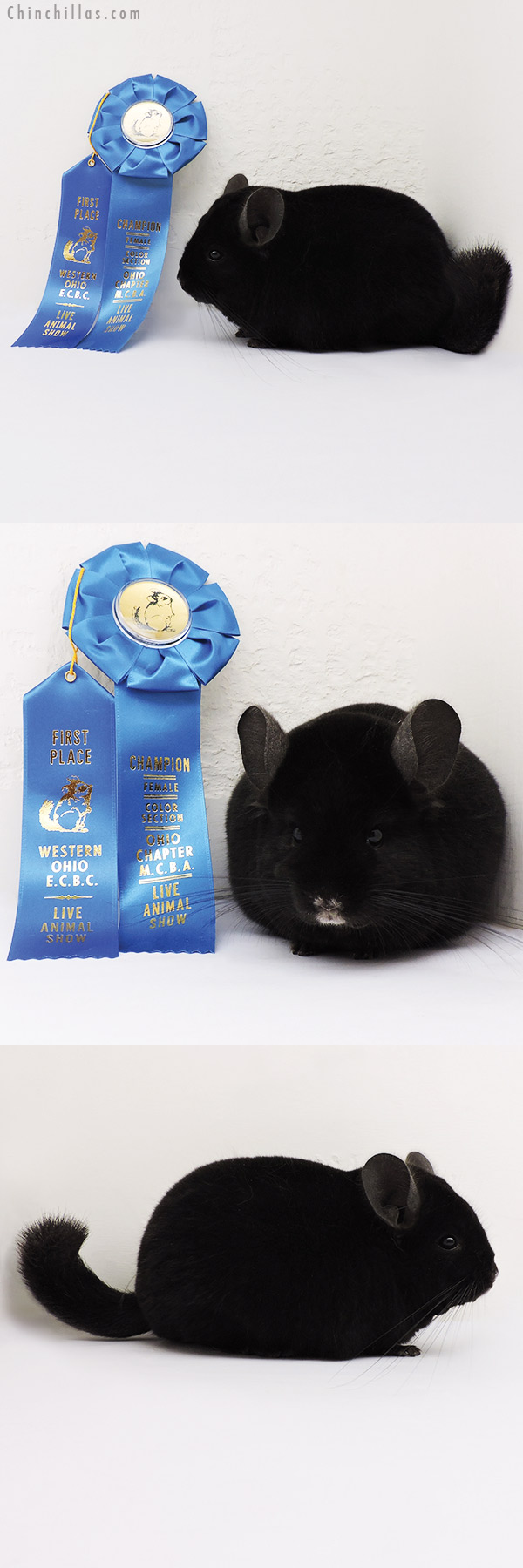 15234 Section Champion Ebony Female Chinchilla