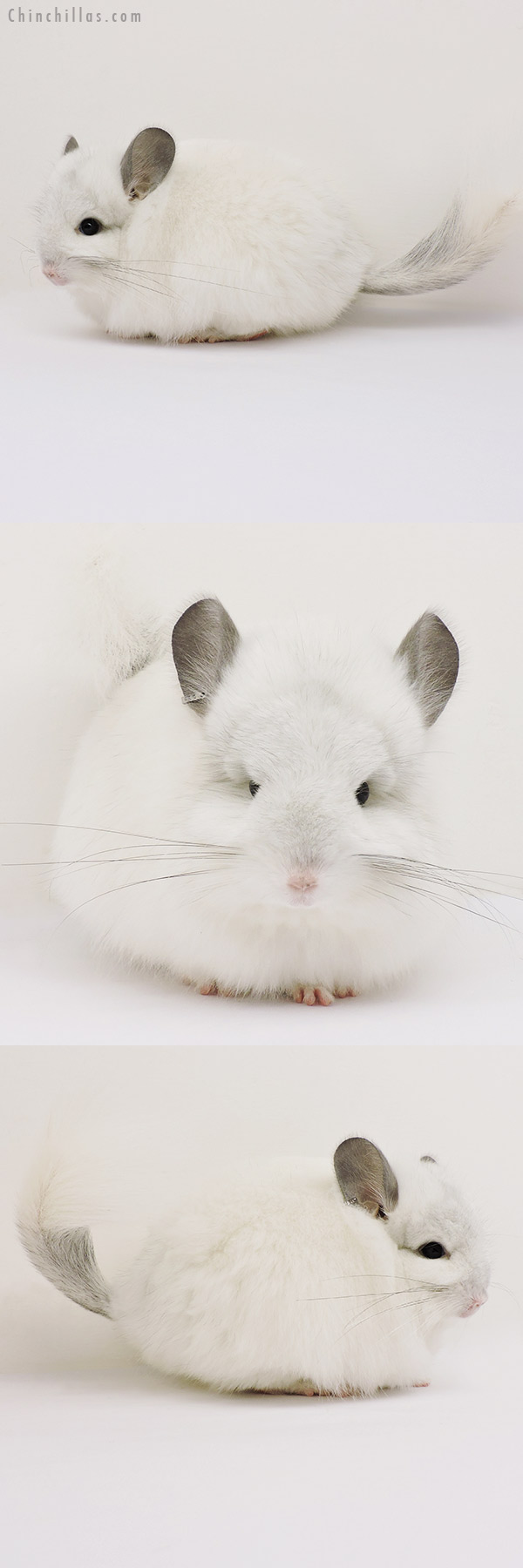 15232 Predominantly White  Royal Persian Angora Female Chinchilla