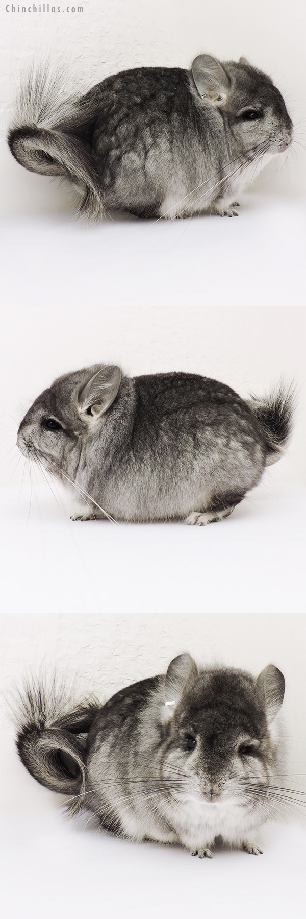 15230 Exceptional Standard Royal Persian Angora Male Chinchilla