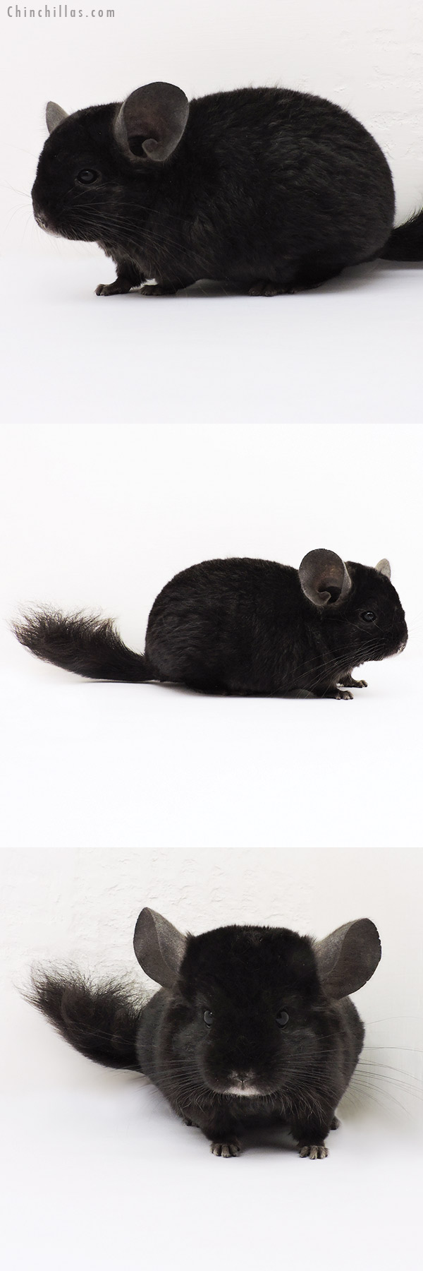 15219 Ebony Locken Female Chinchilla