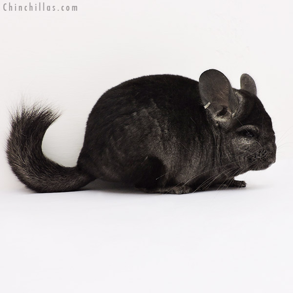 15233 Ebony (  Royal Persian Angora Carrier ) Female Chinchilla