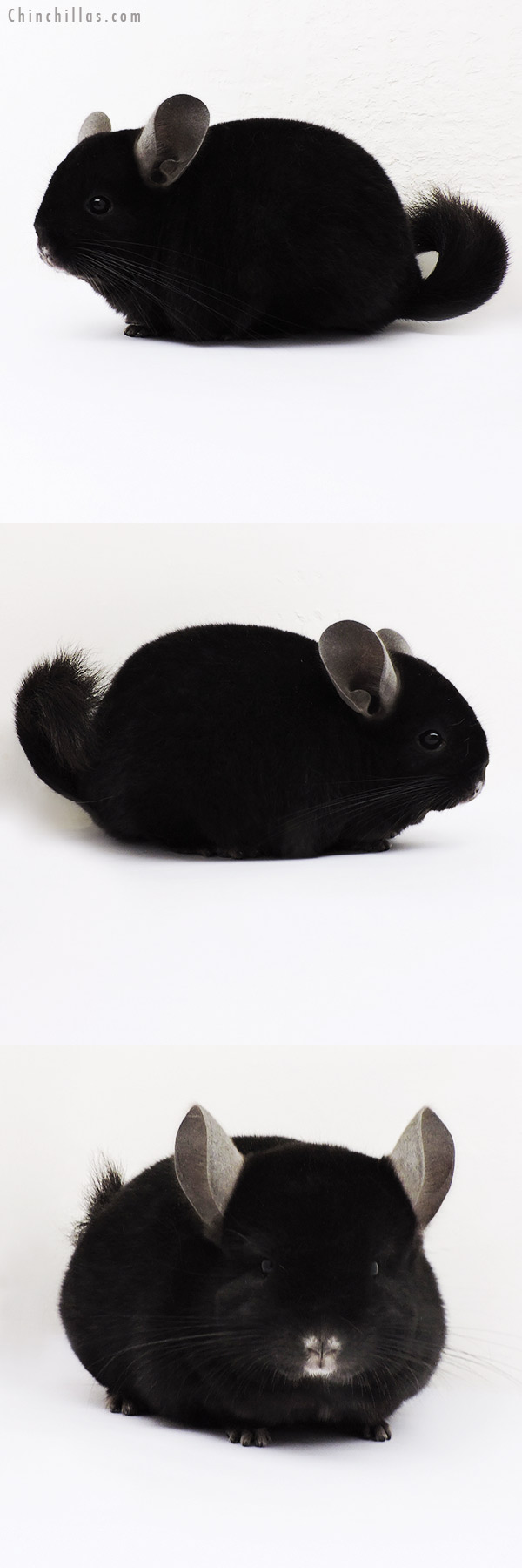 15179 Exceptional Ebony (Locken Carrier ) Female Chinchilla