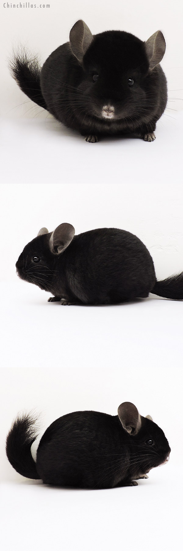 15222 Exceptional Ebony Quasi Locken Male Chinchilla