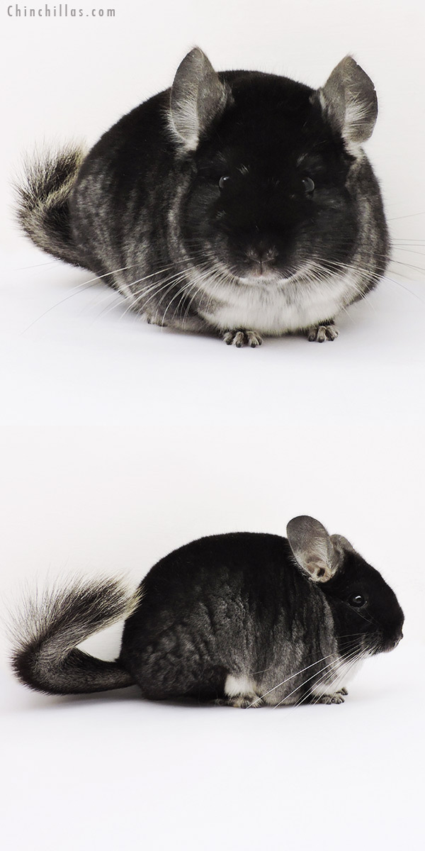 15221 Show Quality Black Velvet Female Chinchilla