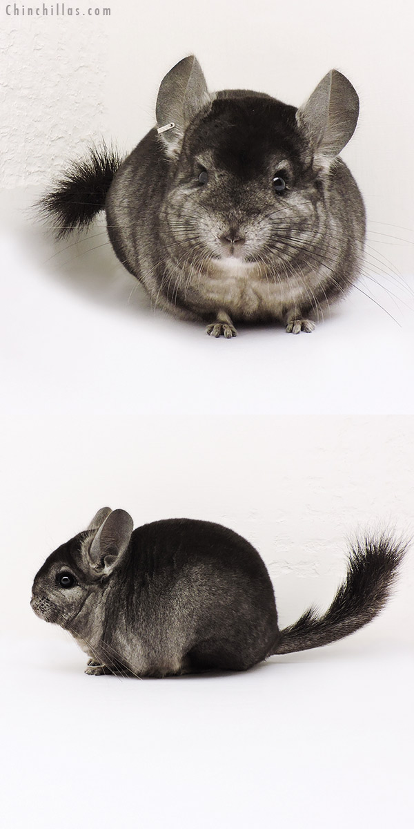 15240 Ebony (  Royal Persian Angora Carrier ) Female Chinchilla