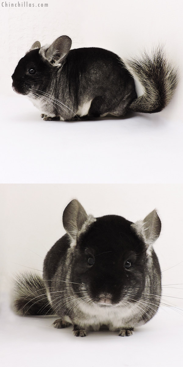 15242 Show Quality Black Velvet ( Violet Carrier ) Female Chinchilla