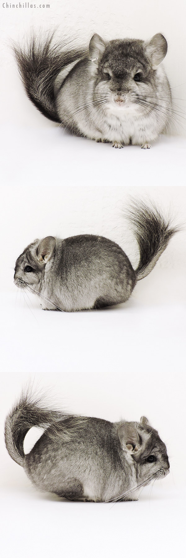 15238 Exceptional Standard  Royal Persian Angora Male Chinchilla