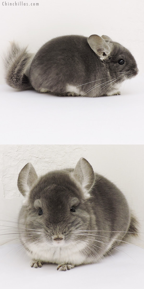 15235 Show Quality TOV Violet Male Chinchilla