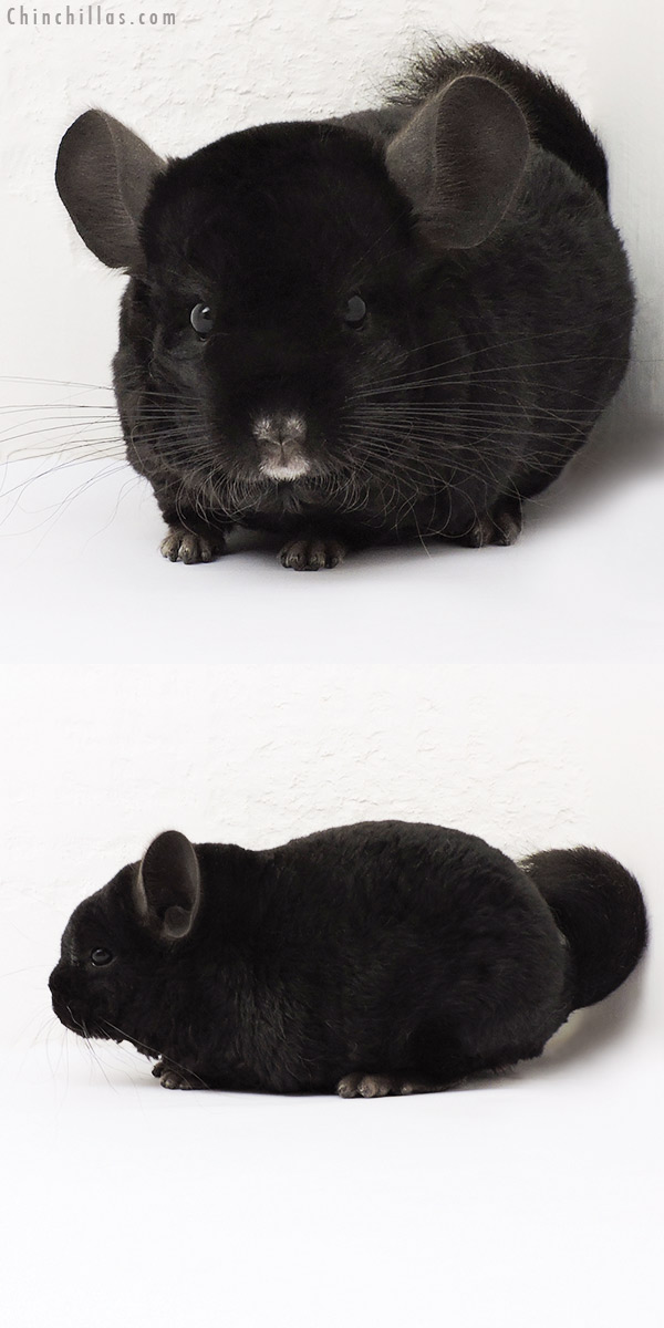 15236 Ebony Quasi Locken Male Chinchilla