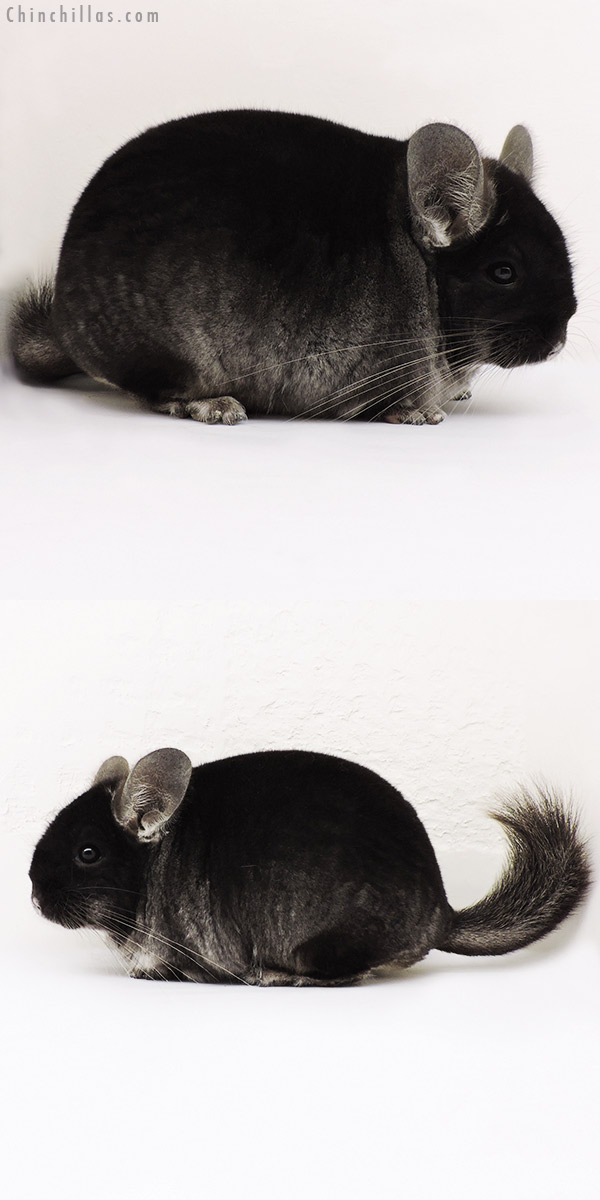 15239 Show Quality Black Velvet ( Ebony Carrier ) Male Chinchilla