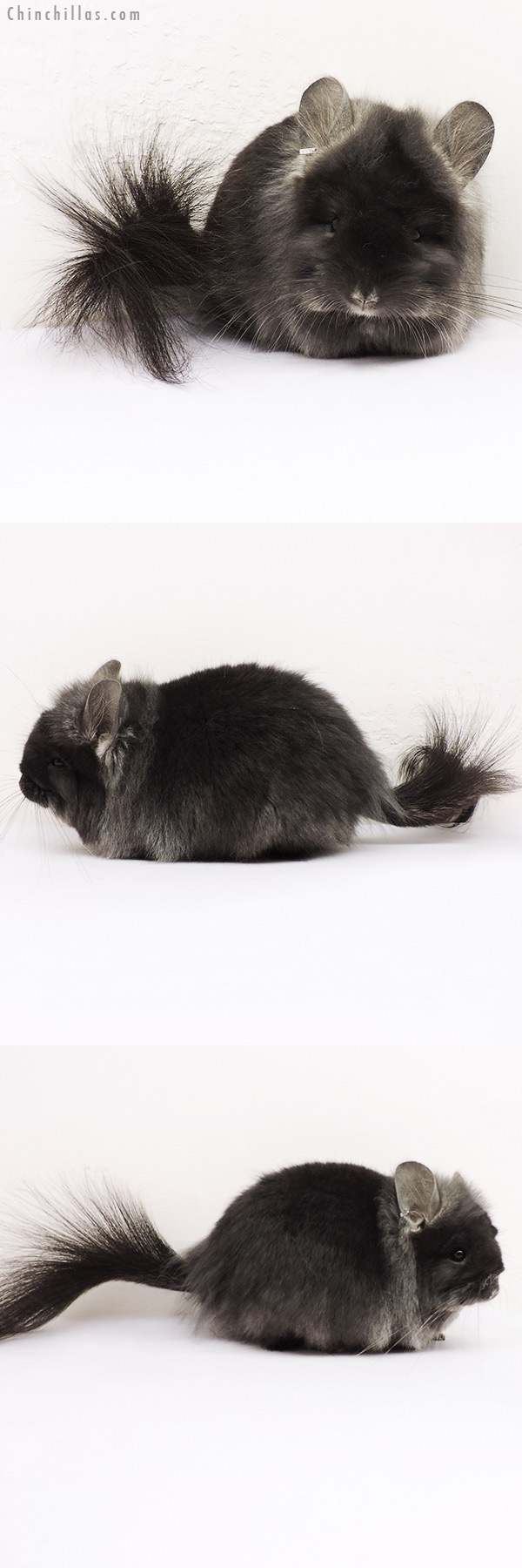 15252 TOV Ebony G2  Royal Persian Angora Female Chinchilla