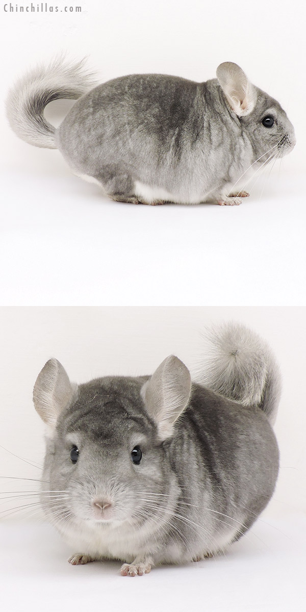 15260 Blocky Show Quality Sapphire Male Chinchilla