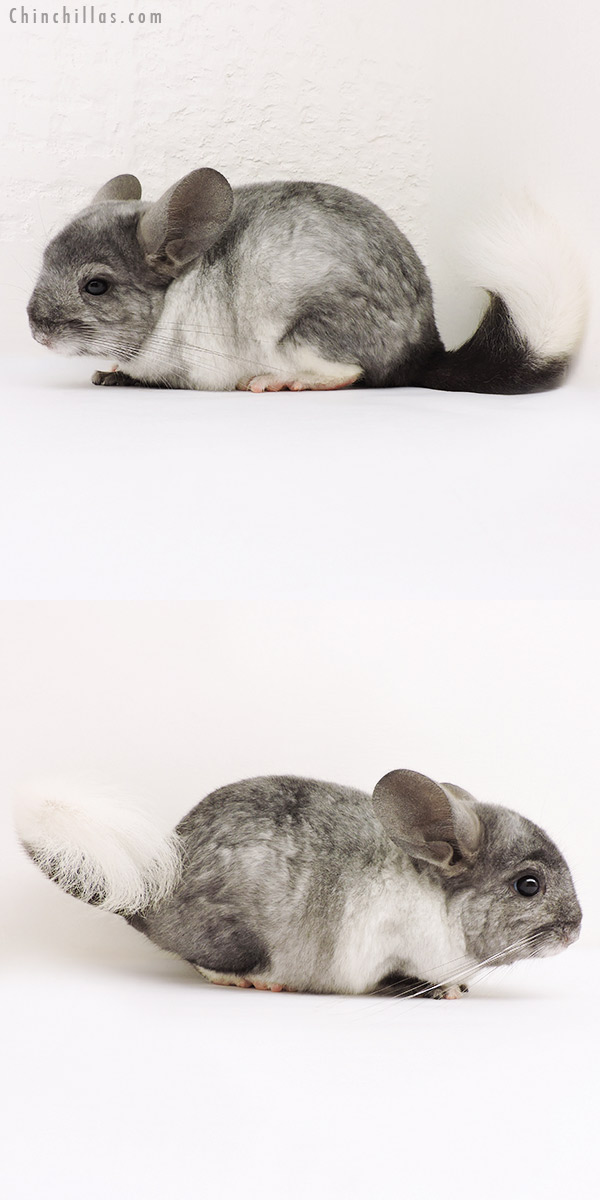 15258 Ebony & White Mosaic ( Locken Carrier ) Male Chinchilla