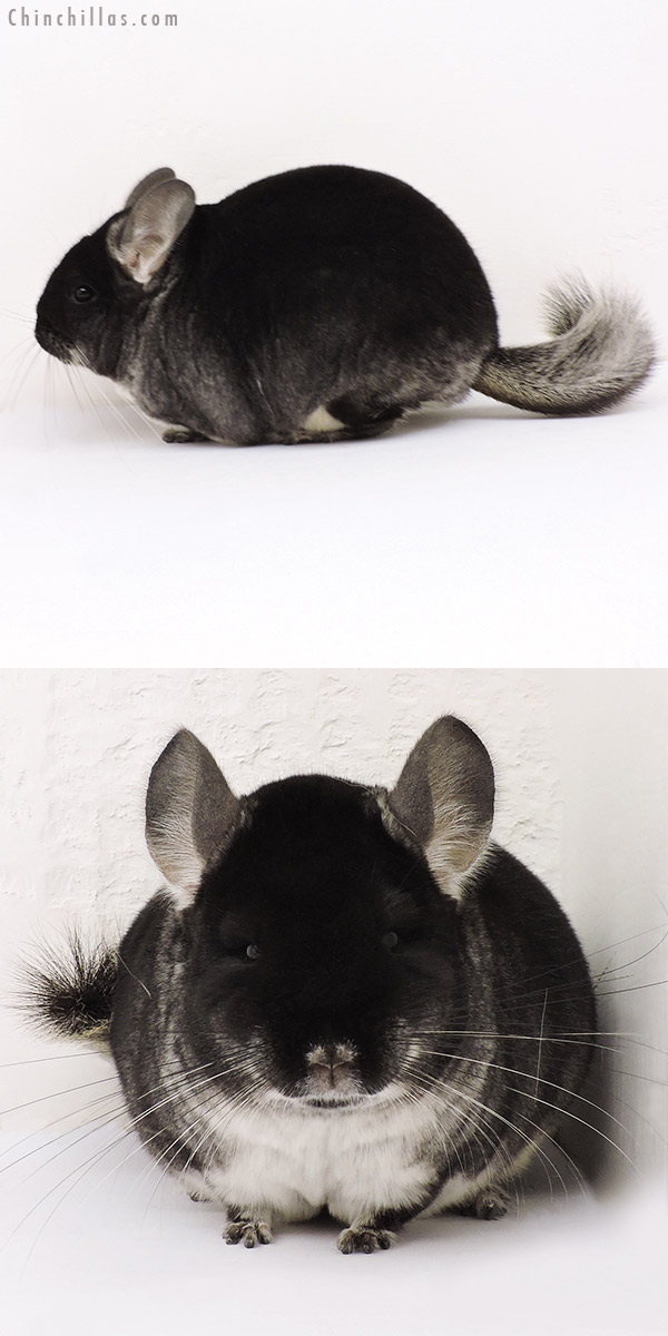 15244 Large Premium Production Quality Black Velvet Female Chinchilla