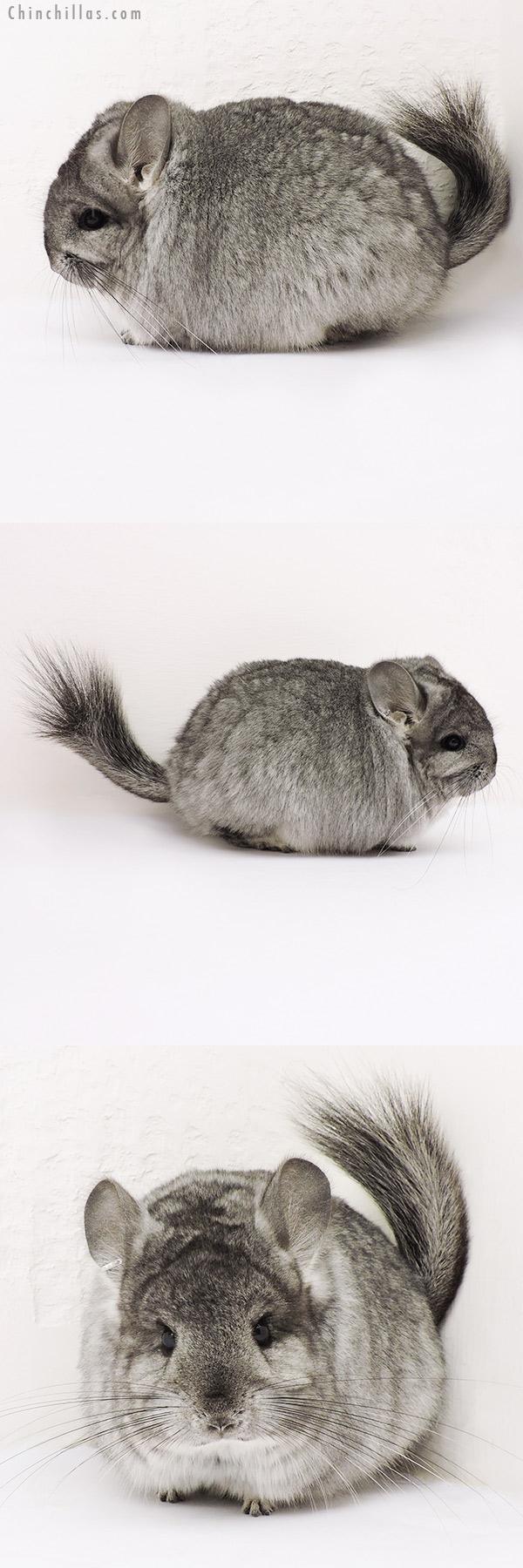 15257 Large Blocky Exceptional Standard  Royal Persian Angora Female Chinchilla