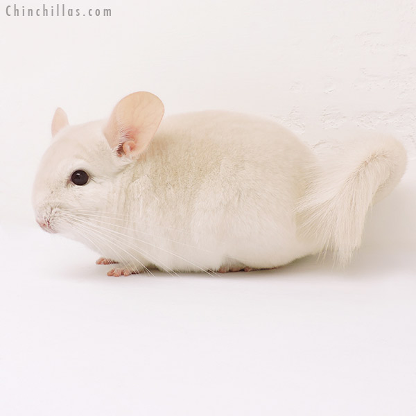 15259 Goldbar Male Chinchilla