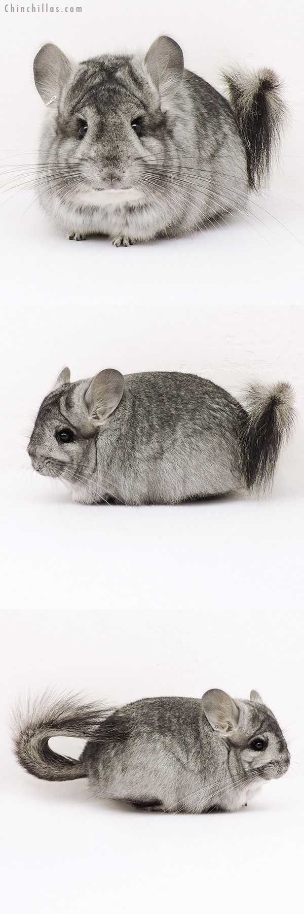 15256 Standard  Royal Persian Angora Female Chinchilla