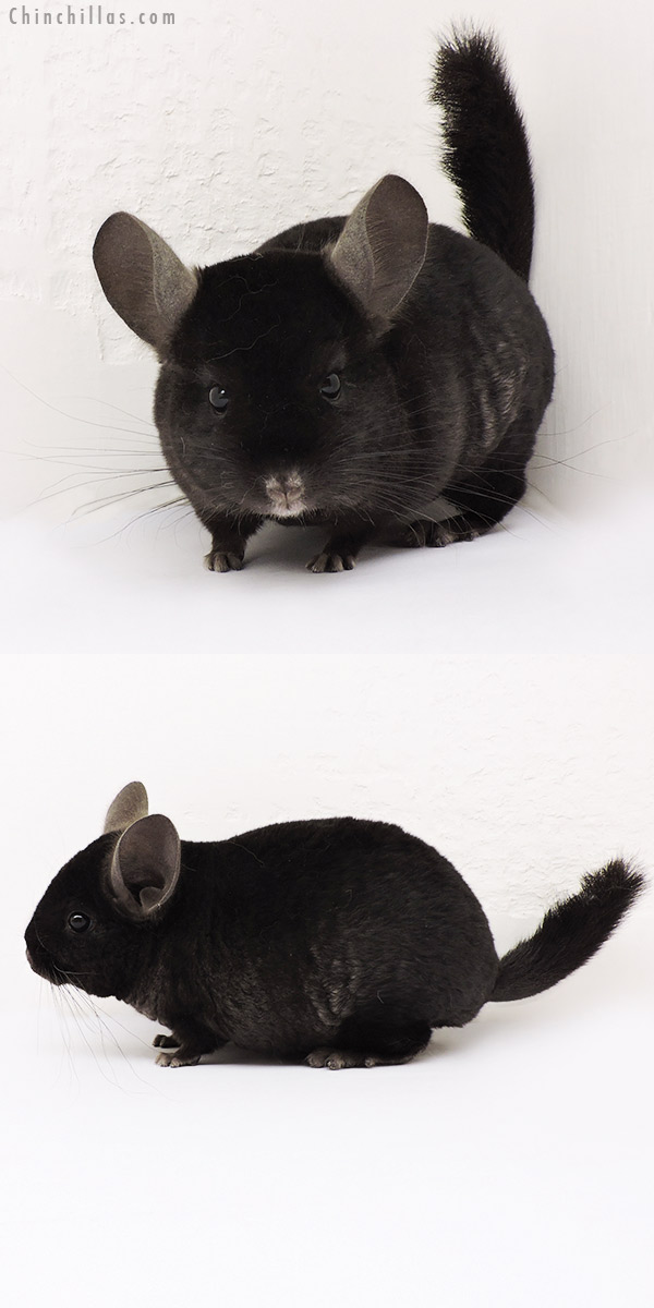 15261 Ebony Quasi Locken Male Chinchilla