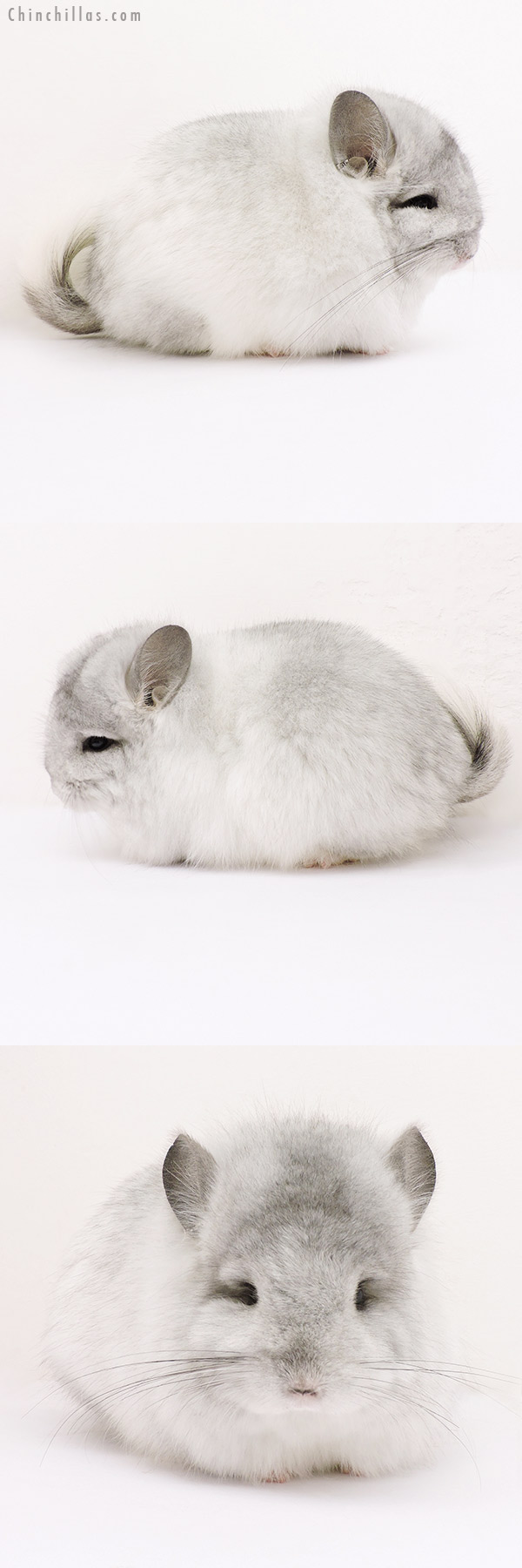 15251 Exceptional Silver Mosaic  Royal Persian Angora Female Chinchilla