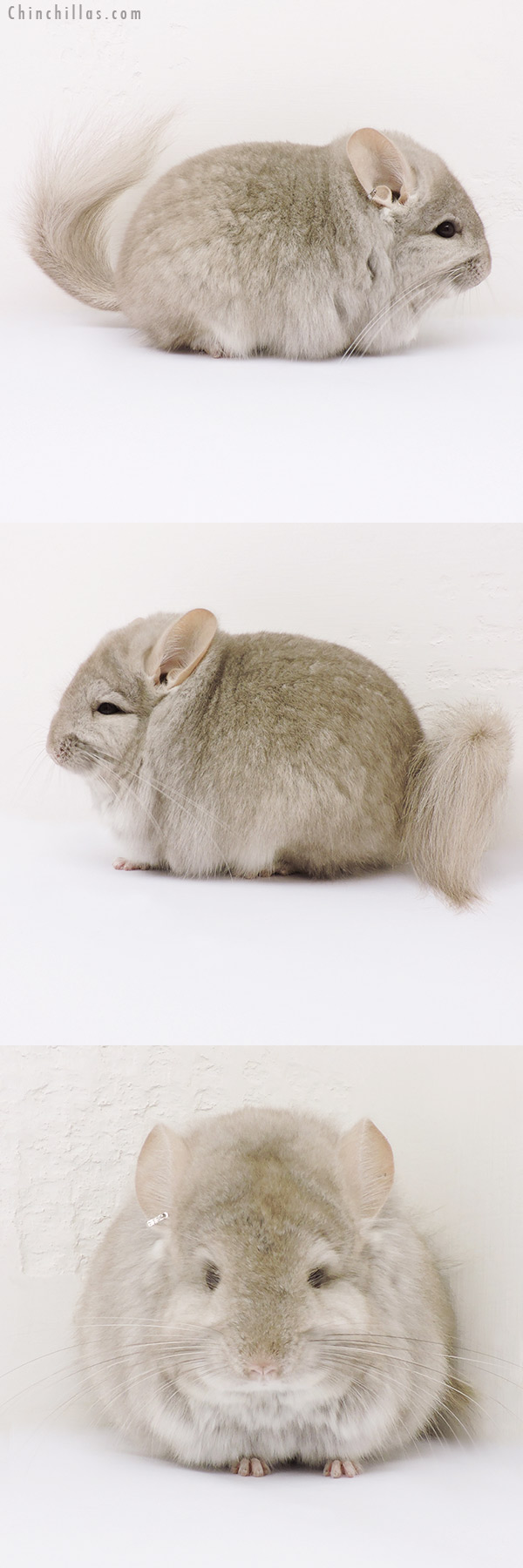 15268 Exceptional Beige  Royal Persian Angora Male Chinchilla