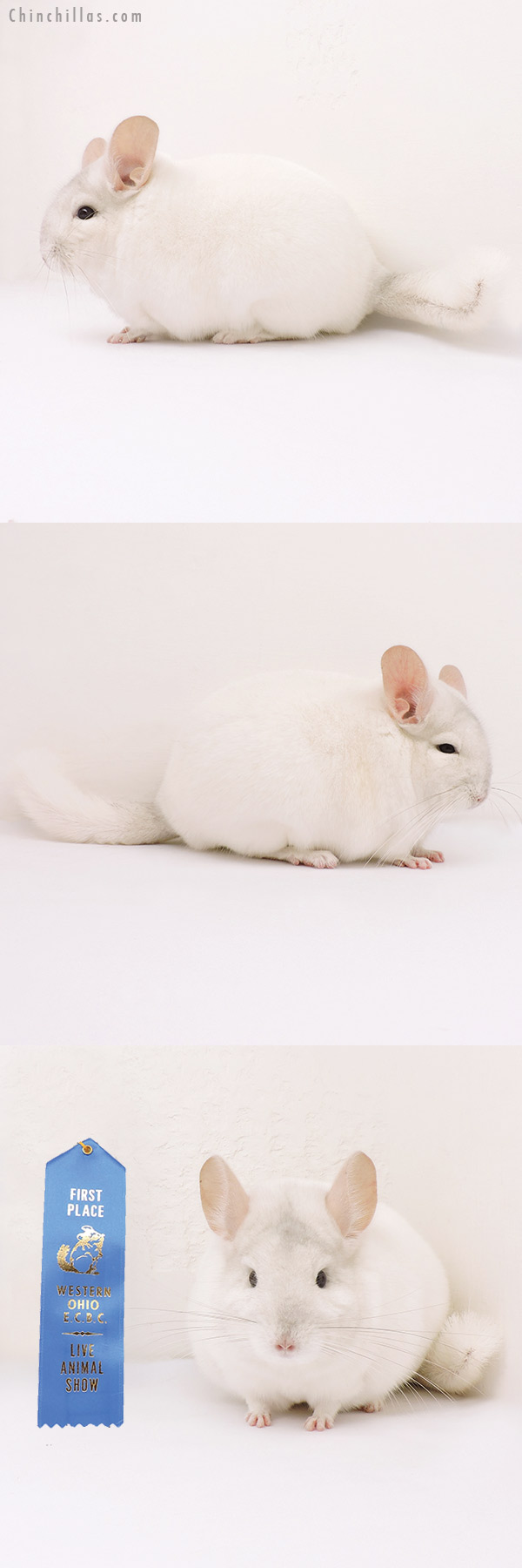 15249 1st Place Pink White Female Chinchilla