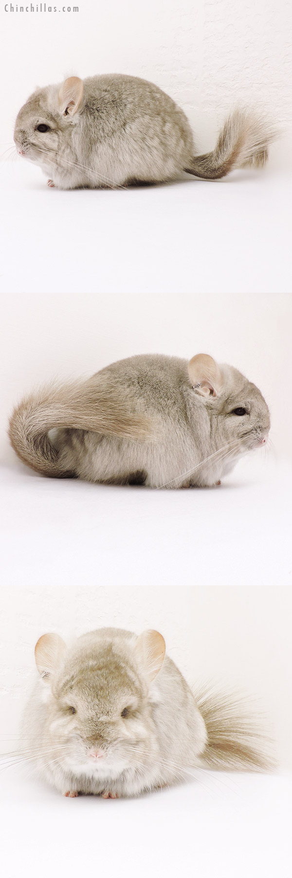 15250 Exceptional Beige  Royal Persian Angora Female Chinchilla